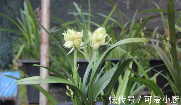 一文了解兰界奇品秋榜,宝莲灯,赶快来了解一下