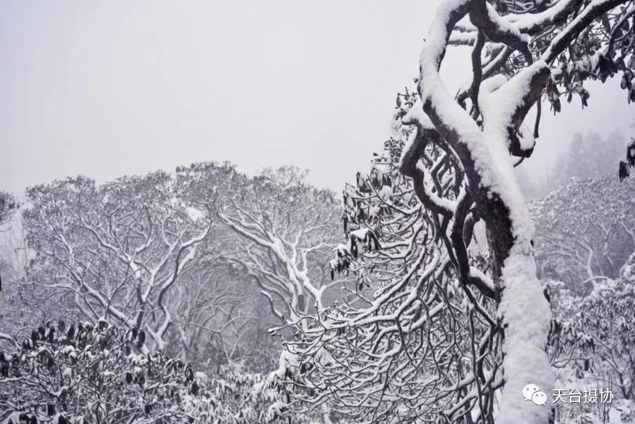 许琼|快看,又下雪了!