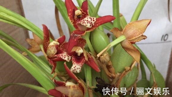 喜好兰花不妨养“它”,不但会“换色”还有巧克力香味,好闻极了