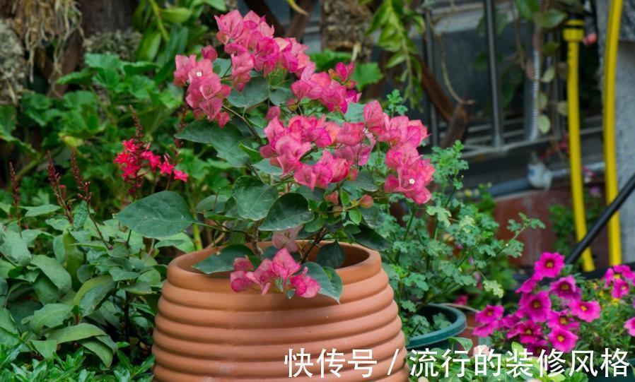 换盆|养花切勿盲目换盆,贪多嚼不烂,一不小心换死掉