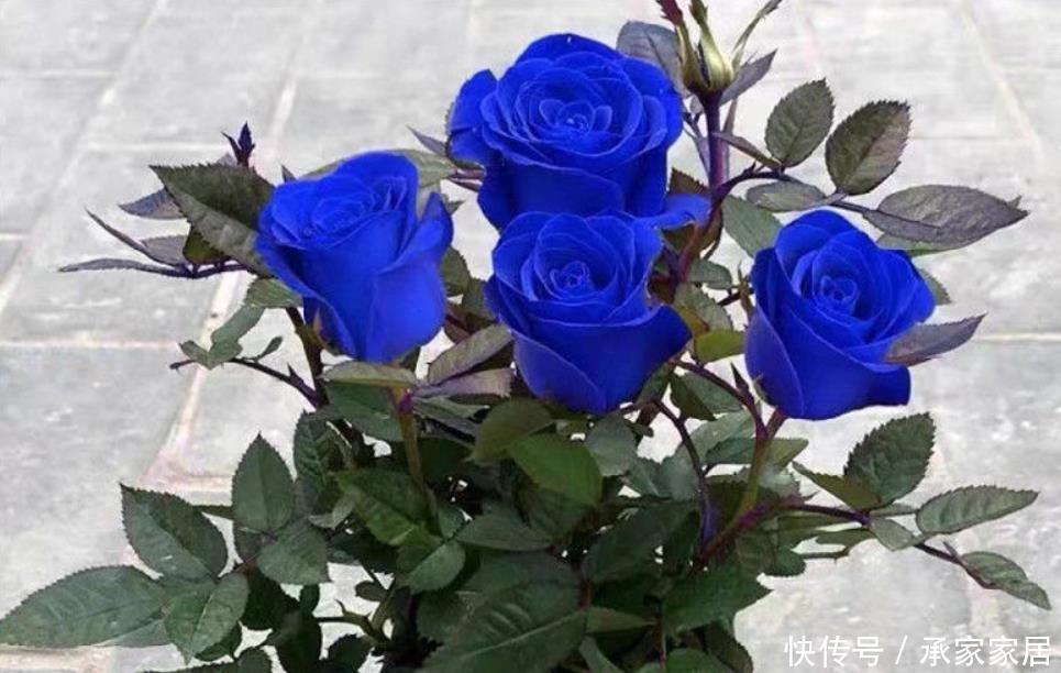 碰到这4种花再漂亮也别买，因为花钱买回来只会给自己“添堵”