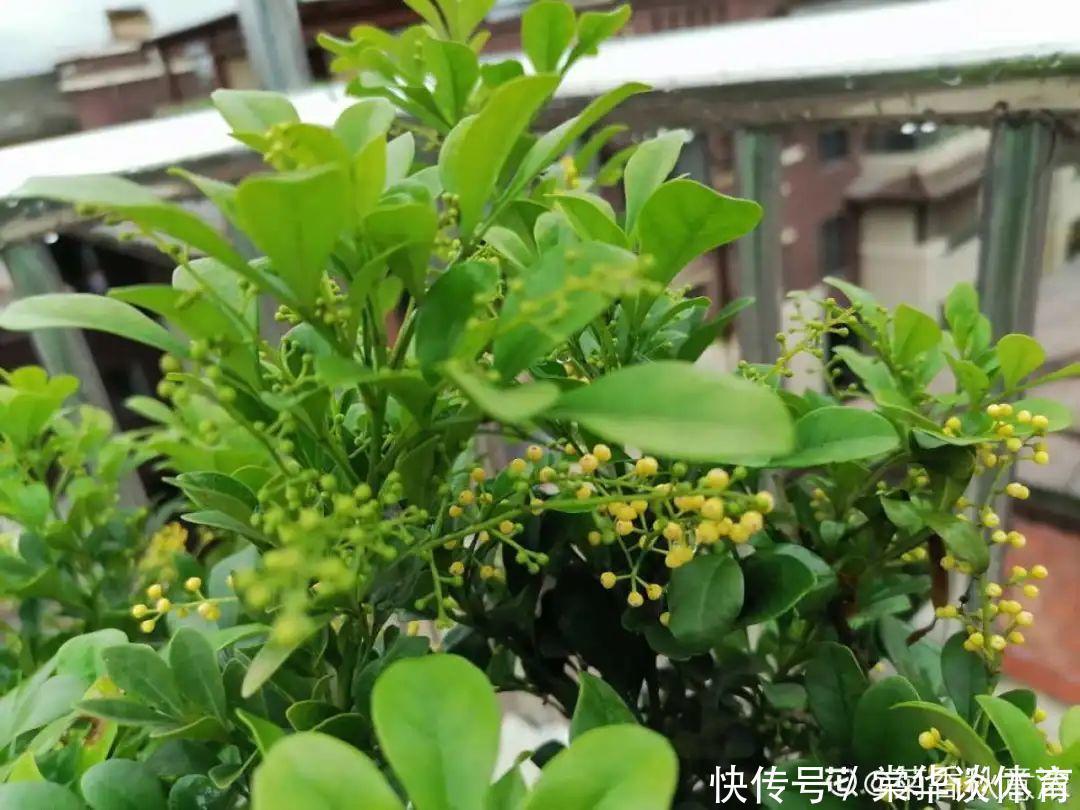 酸性|天生爱淋雨的花，多淋几次，连肥料都省了