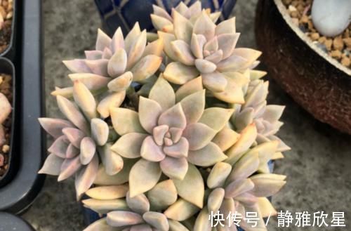 紫雾和淡雪不是同一种多肉,但它们都是胧月的孩子,而且非常好养