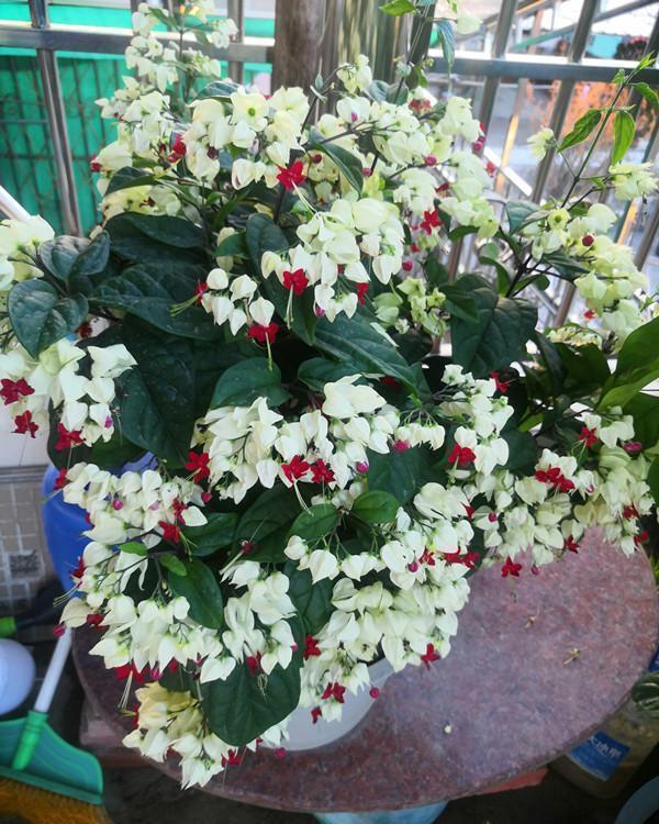 九龙吐珠|新型观赏花木,夏季盛花,容易成花墙,皮实好养,室内盆栽也可以