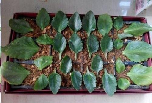 家里有着6种花赚了!自己在家扦插,不花钱轻松变出好几盆