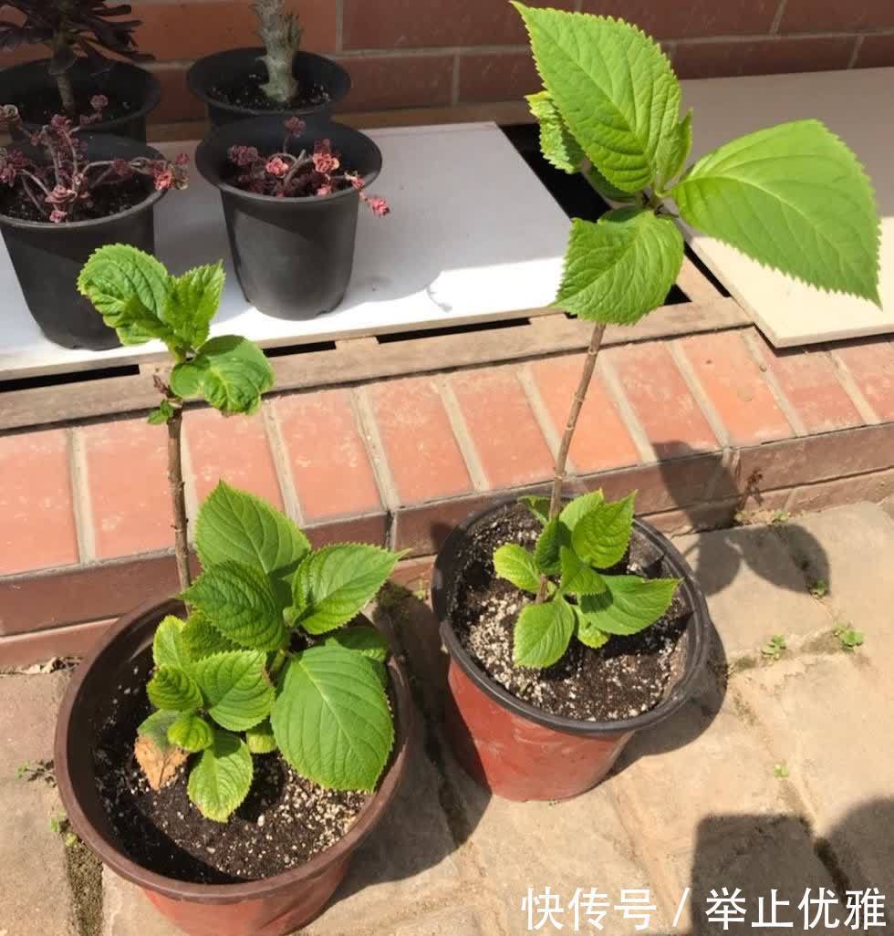 养好绣球花,有“2招”,枝子多花苞多开成花球