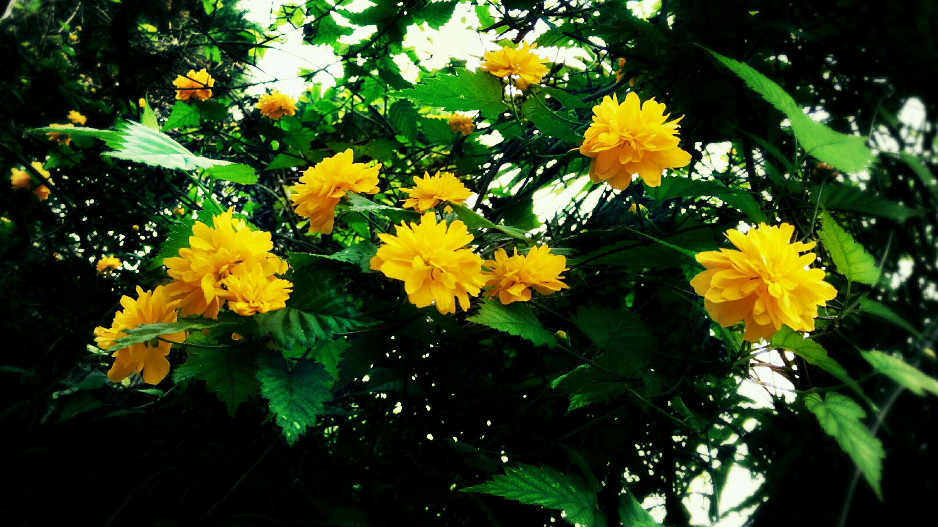 此花代表了一种尊贵的地位,观赏价值极高,象征着高贵和尊贵