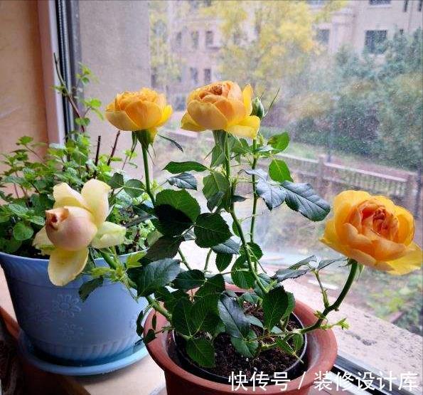 鲜艳|封闭阳台上,禁止养3种花,理想丰满,现实打脸,白白浪费钱