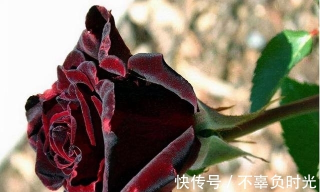 世界上最罕见的花——黑色玫瑰