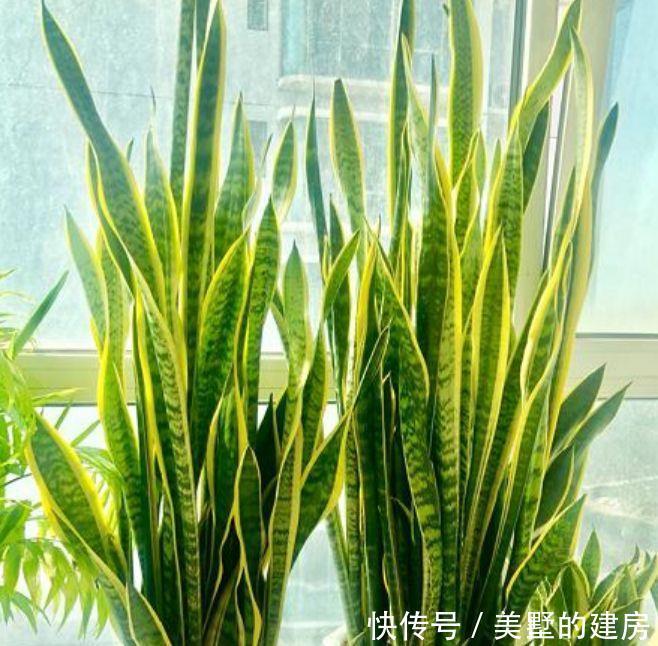 家养这些植物,阳台开出花海,妖艳妖娆,漂亮高贵优雅