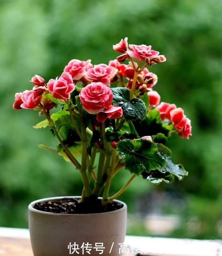 4种花不怕冷，现在种一盆，“秋冬春”三季有花看，又美又吉祥