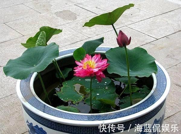 功夫|王阿姨找个大缸开始养藕，几天功夫长出叶片，放点小鱼观赏性强
