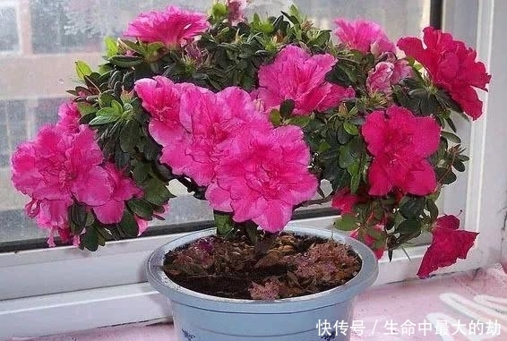 绿萝|厉害了!这12个养花技巧超级实用,新手花友别错过哦!