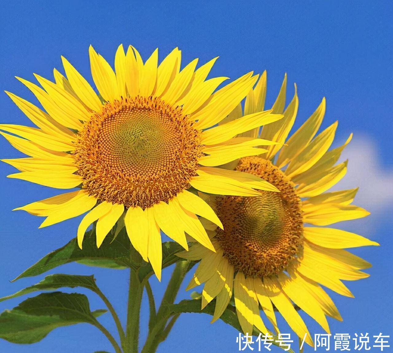 农历九月十八霜降后,养什么花?家里养3种花,蒸蒸日上红红火火