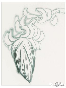 教程@图文教程——芭蕉画法