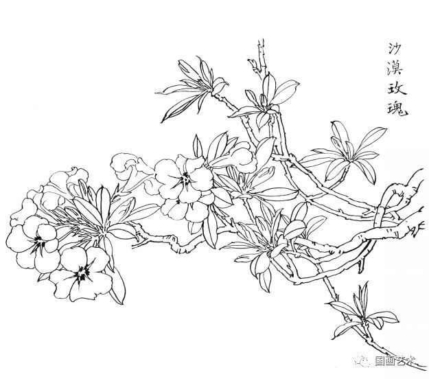  白描|花卉白描图谱选页分享