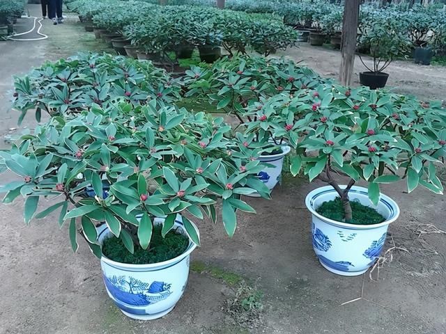 金边瑞香|6种“富贵花”，年底爱“涨价”，现在快入手，早买早赏早便宜