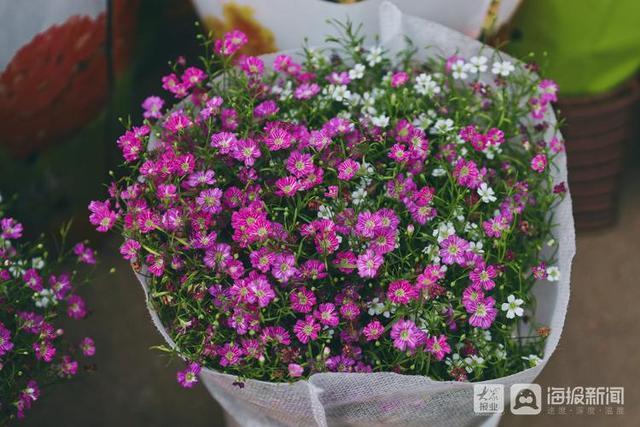 年宵花市场开始备货蝴蝶兰仙客来20-50元盆受市民青睐