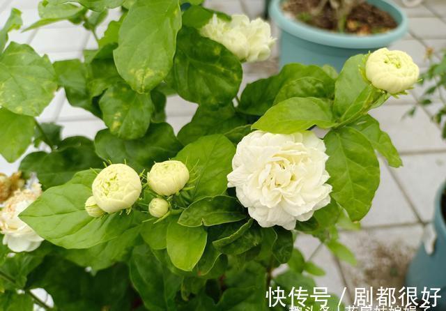 虎头茉莉虽然养殖难度大,但做好这几点,也能轮番开花赛牡丹