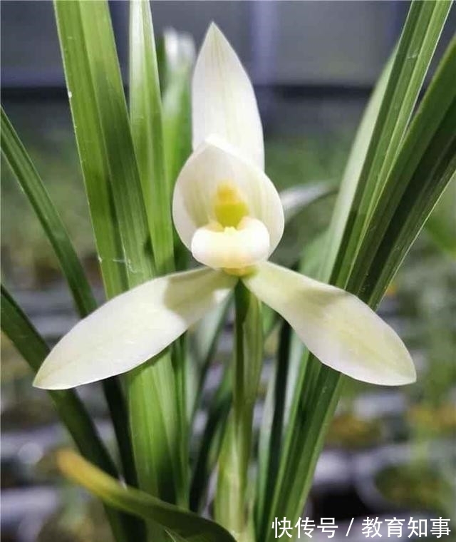 冬季的“爆品”兰花,单朵花比脸大,仙气十足,再不养就消失了