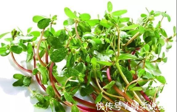 清热解毒|野菜吃不对小心致命!这7种野菜可以放心吃