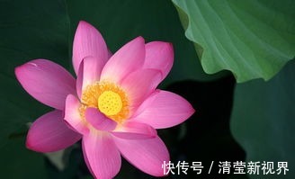 养护|沾水能生根的“一种花”,注意养护,不出一年就开花!