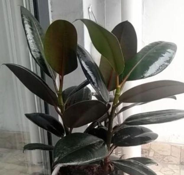 4种花号称有钱花,福运财运滚滚来,养在哪里都爆盆!早看早知道