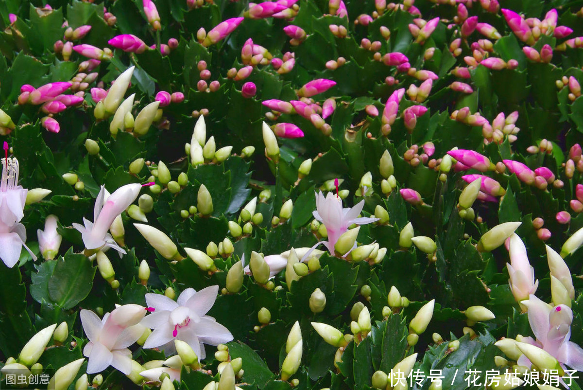 满枝|开花结果前，用啥花肥多不如它，养啥旺啥，花爆盆果子挂满枝