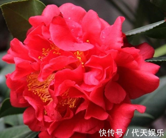 此花漂亮不输牡丹,好养似绿萝,芳香四溢,花大色艳,形神兼备