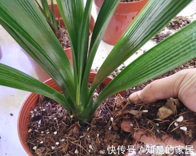 花盆儿|立秋之后,君子兰这么养,叶子厚又亮,开花大爆发