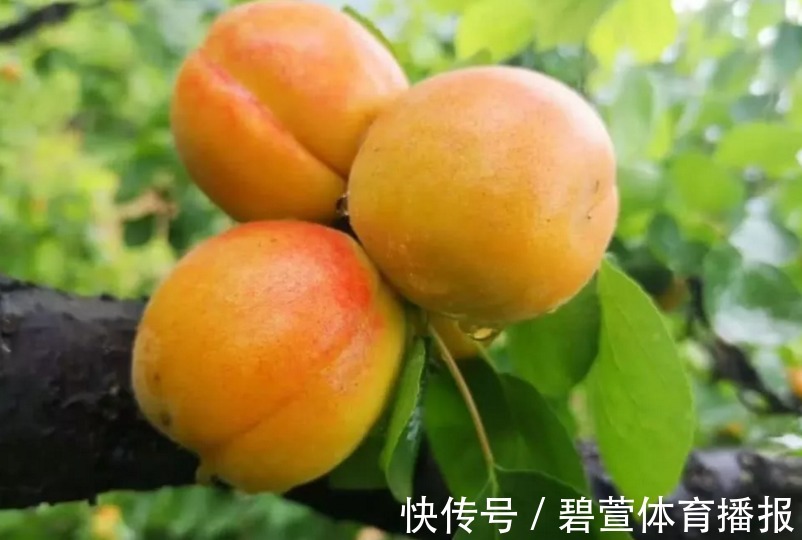 介壳虫|杏生津止渴,润肺化痰,农民重点只需掌握四点,收获吃不完的杏子
