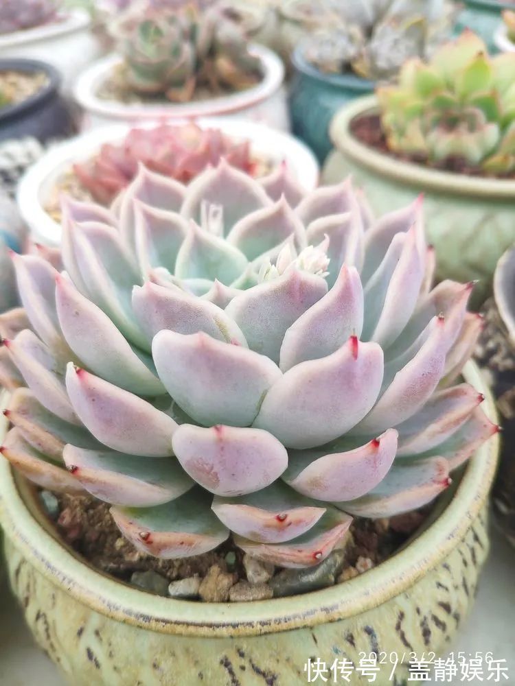 多肉是戒不掉的瘾!多肉小白入坑一年小记!