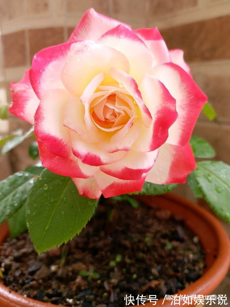 摩纳哥公爵|喜欢牡丹,不如养珍品玫瑰“摩纳哥公爵”,妖艳似美姬,沁人心脾