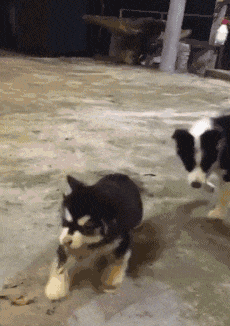 |搞笑GIF:漂亮的妹子都很有礼貌