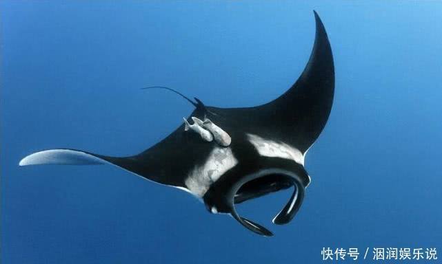 不会飞的动物也想“飞”那些向往飞行的动物学会的第一个“技能”