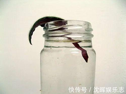 非洲堇|这花送人,只用送一片叶子,插土就活不心疼!