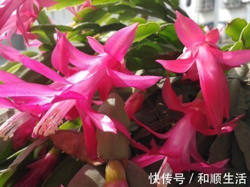 养蟹爪兰这4个千万不能放,很容易黄叶掉蕾,赶紧搬到这2个地方