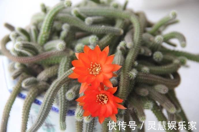 关键点|白檀仙人掌一折腾,呼呼爆崽,盆都快放不下!