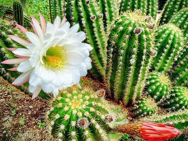 越不浇水越能养爆盆,懒人或者新手养花就选此6种