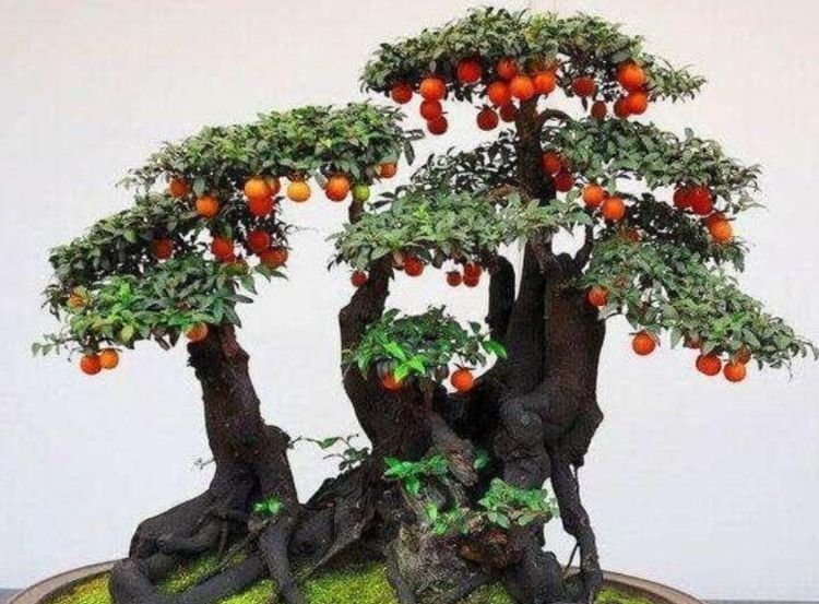 有钱人都养4种花，寓意好、观赏性强，养客厅旺财又养人！