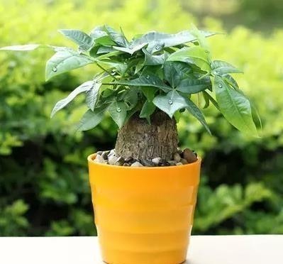 老人常说:男人养花不是“娘”就是懒,你认同这句话吗?