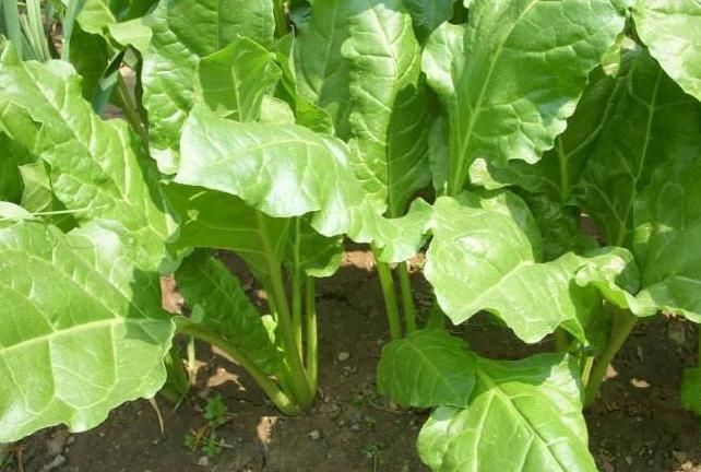  采摘|农村地里若遇见此野菜，记得要采摘回家，有很多好处，望周知