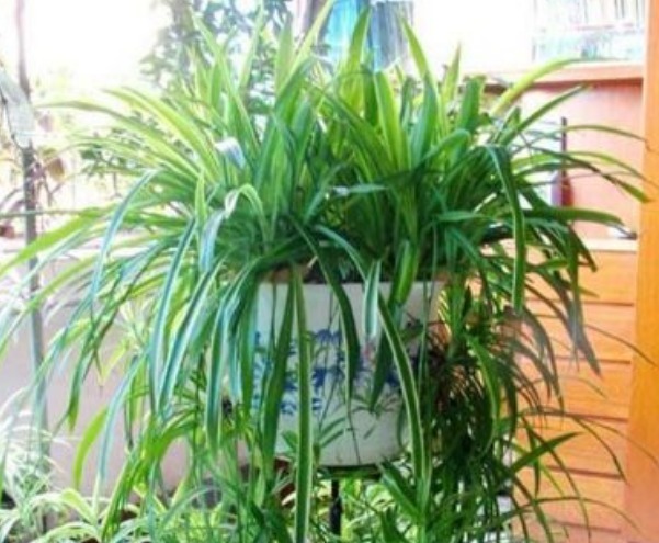 养好吊兰,学会几个方法,不干尖开花多,新芽呼呼冒