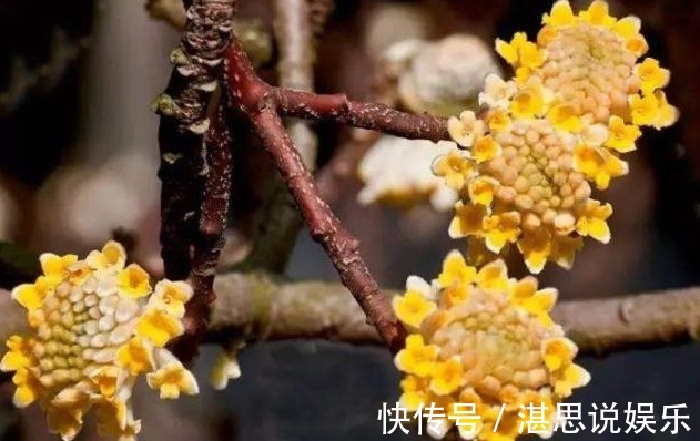 这个植物,俗称“打结花”,树枝碰一起就会打结,价值丰富!