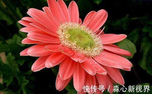 灯盏菊|夏季养菊不如养一盆“灯盏菊”,花大艳丽,造型独特,还提高格调