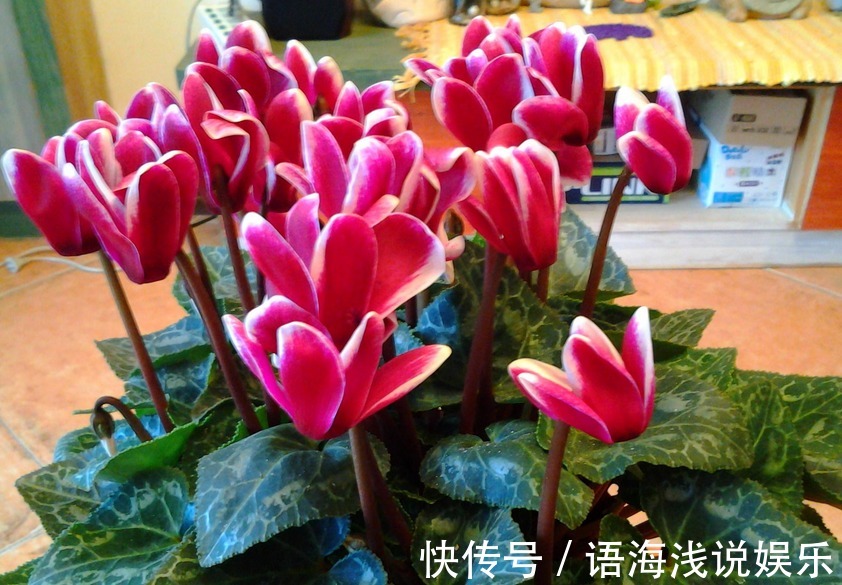 养仙客来,施肥、光照、浇水,掌握住门道,开花才又多又美