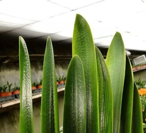 病害|进入7月养君子兰,1看2做3注意,叶绿根壮,花开一茬又一茬