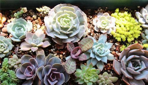 品种|养多肉避免4个错误，不管多刁钻品种，都能养出好状态，枝繁叶茂