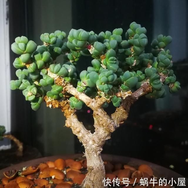 花盆|5种多肉适合养成精致的直立桩，搭配漂亮的花盆，像艺术品一样