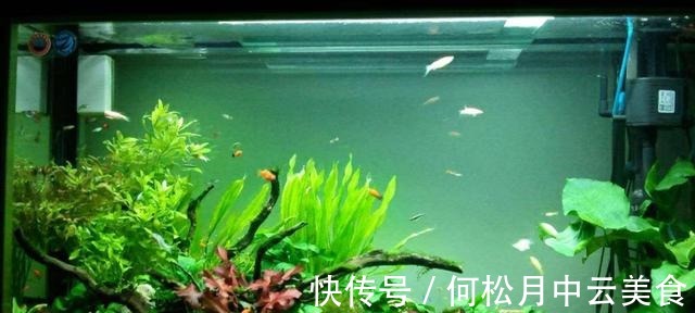 鱼缸换自来水的正确方法！